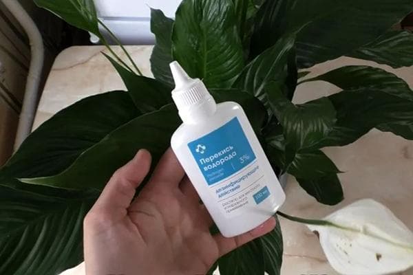 Peroxyde d'hydrogène et plante d'intérieur