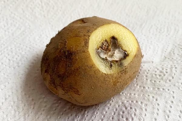 Tubercule de pomme de terre pourri