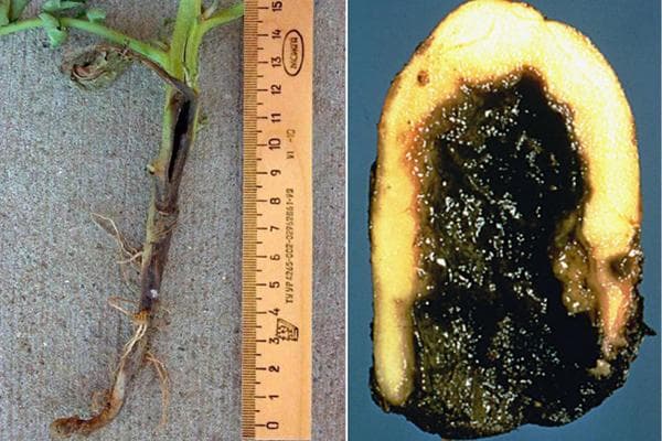 Pommes de terre touchées par la jambe noire