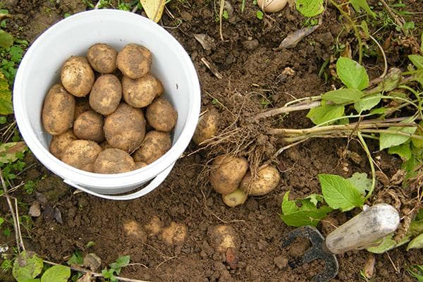 Récolte de pommes de terre