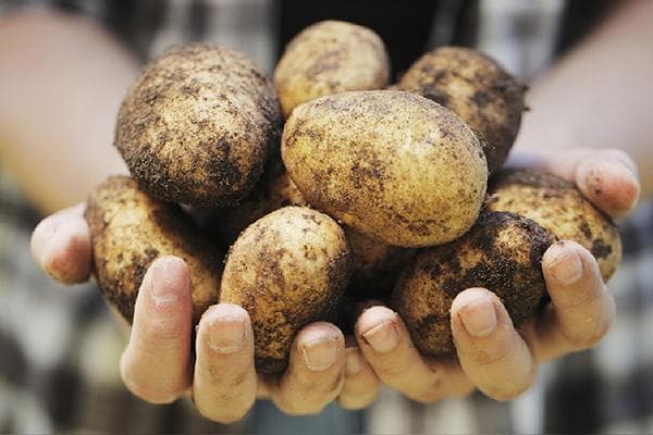 Pommes de terre dans les mains d'une fille