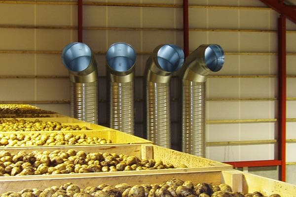 Stockage des pommes de terre dans un entrepôt