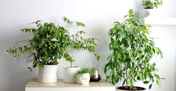 Des plantes d'intérieur bien entretenues