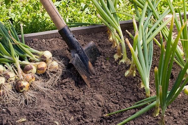 Récolte d'oignons