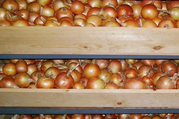 Stockage des oignons sur des palettes en bois