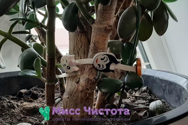 Attacher des plantes et des fleurs cultivées