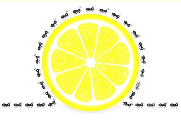 Citron pour les fourmis