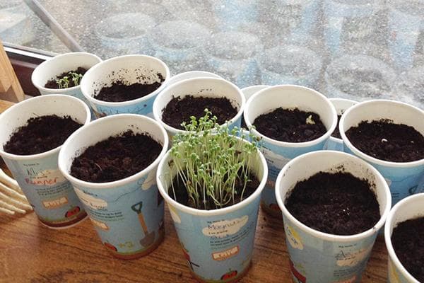 Cultiver des plants dans des tasses à café