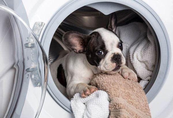 Chien dans la machine à laver
