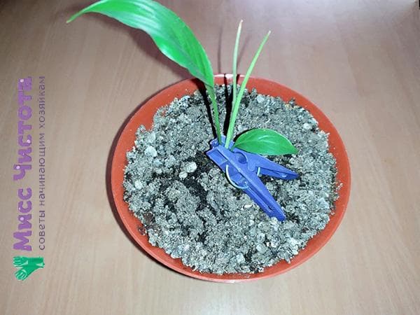 pince à linge pour semis