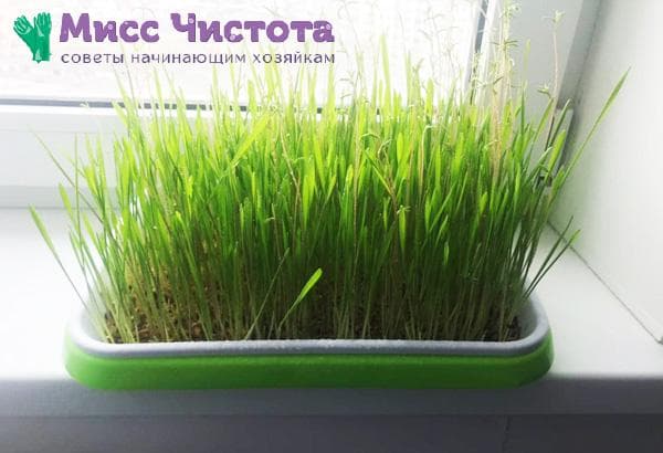 Herbe en germination photo 5