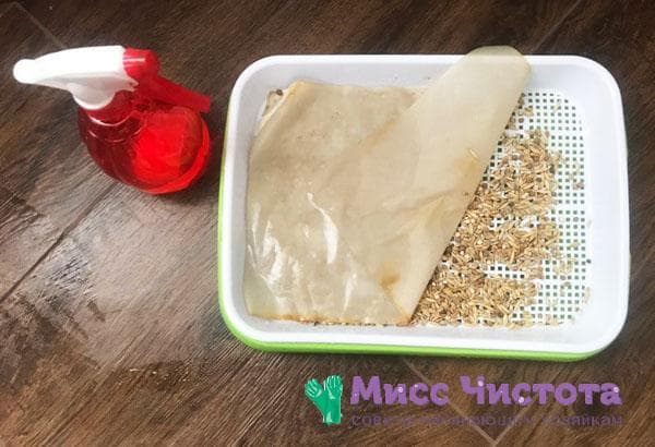 Herbe en germination photo 2