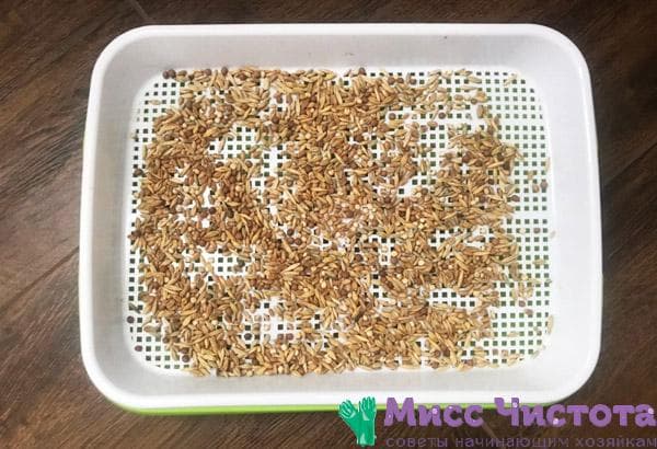 Herbe en germination photo 1