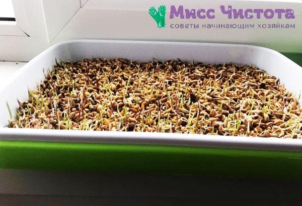 Herbe en germination photo 3