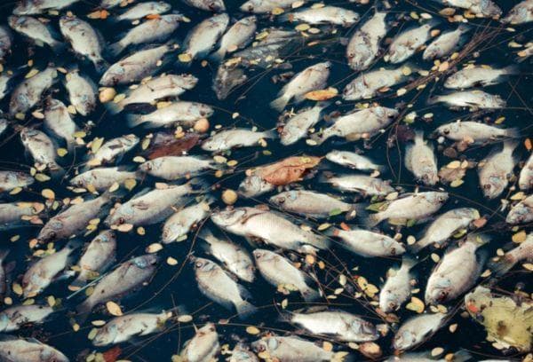 Tuerie massive de poissons