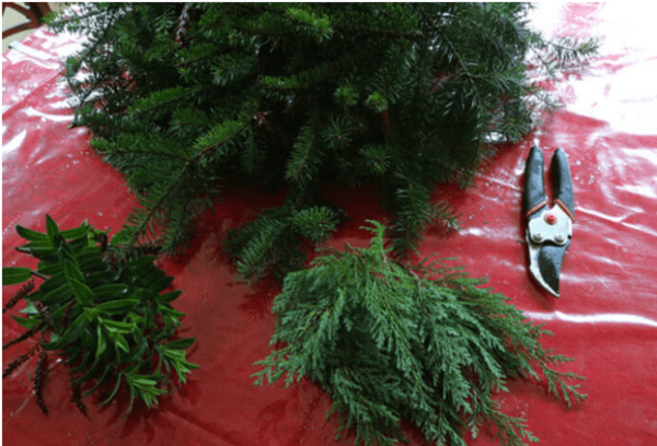 Branches d'arbres de Noël vivantes