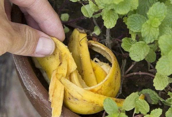 Pelures de banane pour plantes