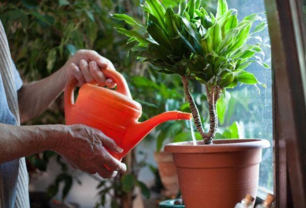 Nourrir les plantes d'intérieur