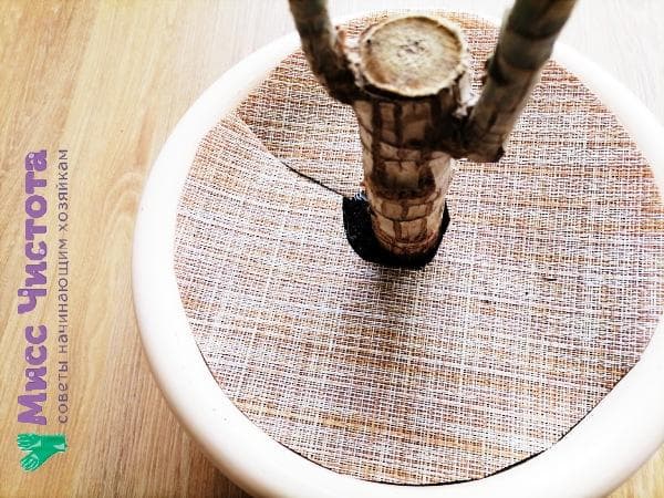 protection en tissu contre la fleur de chat