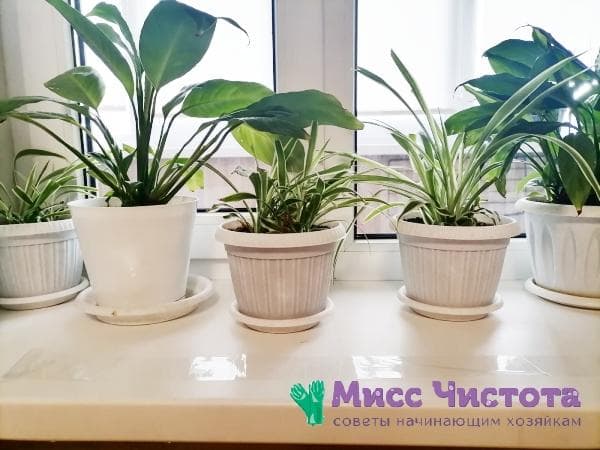 Fleurs sur le rebord de la fenêtre