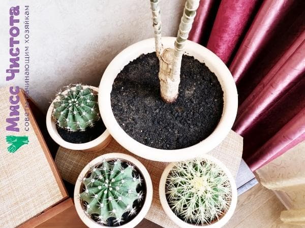 cactus et dracaena
