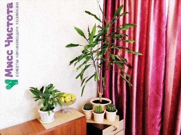 plantes d'intérieur