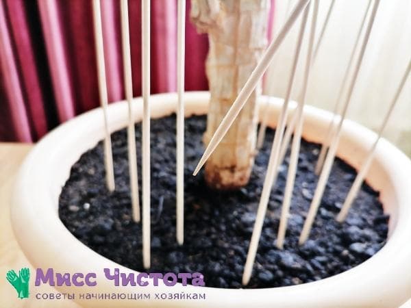 brochettes en fleur d'intérieur