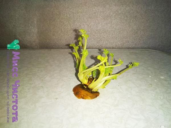 Excellent candidat pour le compost