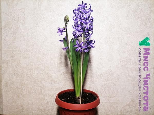 brochette dans un pot avec une fleur