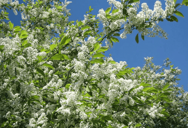 Cerisier des oiseaux