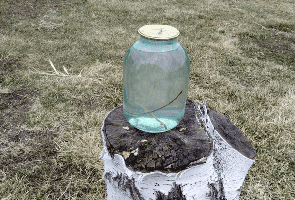 Sève de bouleau en conserve