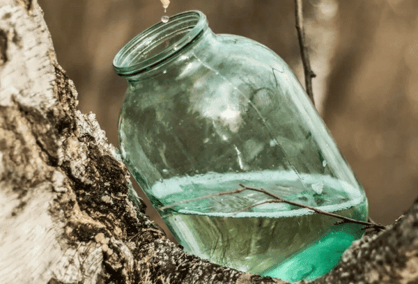 Récolter la sève de bouleau au printemps