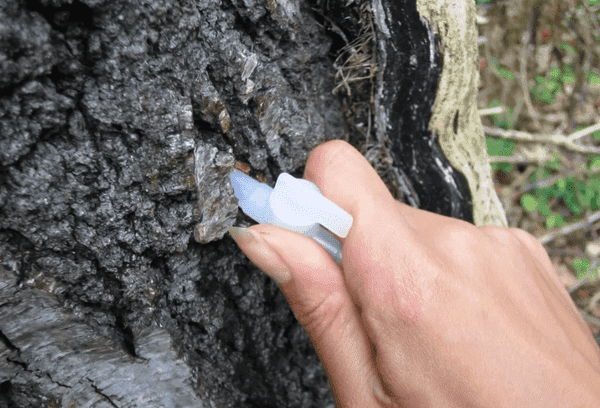 Paille en plastique pour récupérer le jus