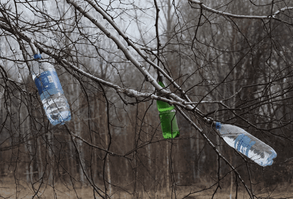 Récupérer la sève des branches