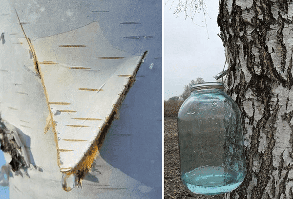 Une incision dans l'écorce pour récupérer la sève