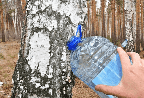 Récolte de sève de bouleau