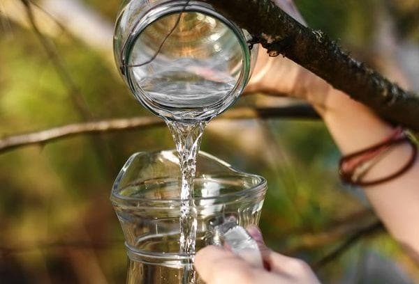 Sève de bouleau fraîche