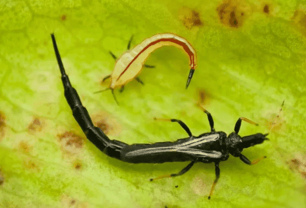 Thrips sur une orchidée