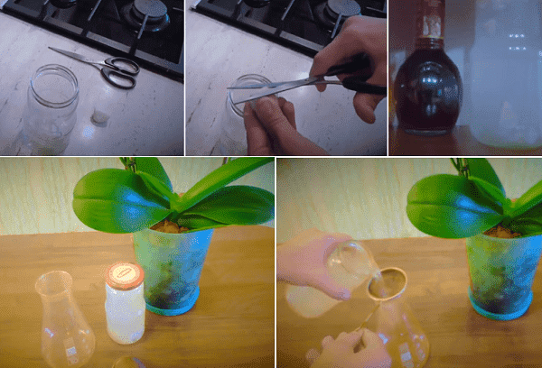 Eau d'ail pour les insectes