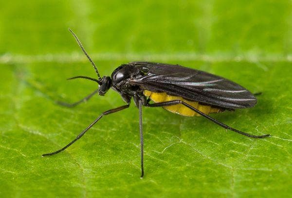 Sciaridae (moucheron des champignons).