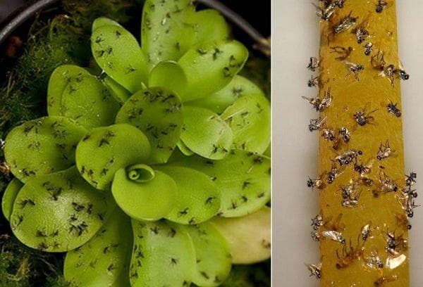 Du ruban adhésif pour attraper les moucherons