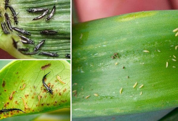 Ravageurs des orchidées