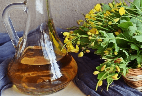 Infusion de chélidoine