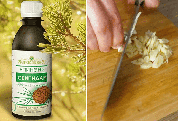 1 cuillère à soupe. cuillère de térébenthine. Ajouter 2-3 gousses d'ail finement hachées