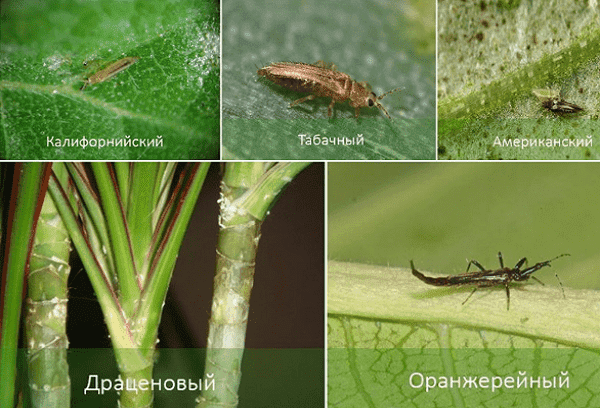 Thrips de différents types