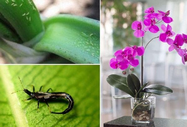 Les thrips sont des ravageurs des fleurs