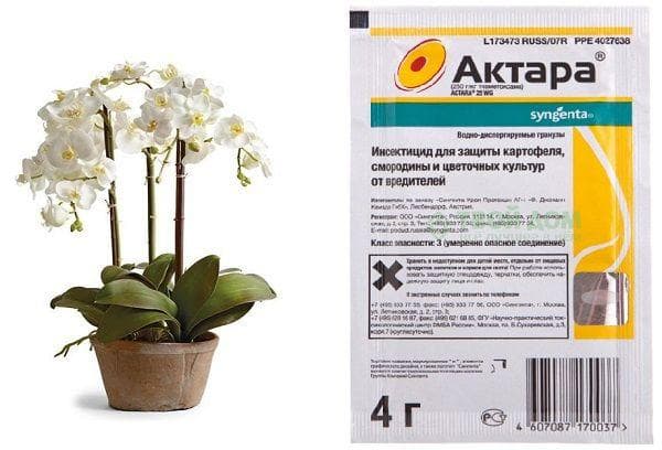 Actara pour orchidées contre moucherons