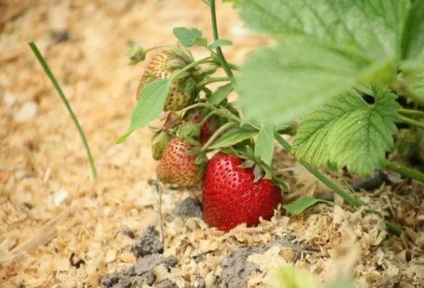 Pailler les fraises avec de la sciure de bois
