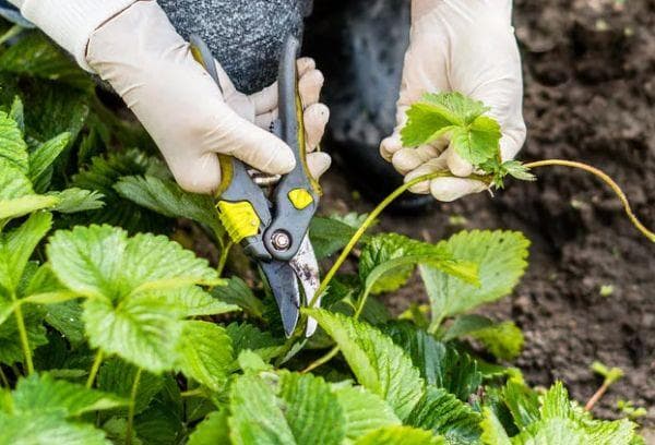 Enlever les moustaches des fraises