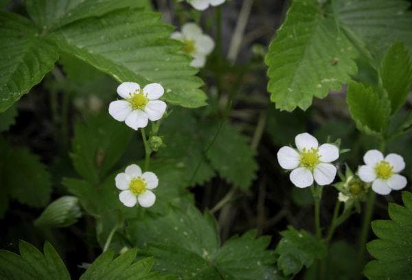 Fleurs de fraise
